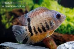 Streifen-Augenfleckbuntbarsch, Heros Notatus -Zoofachgeschäft Streifen Augenfleckbuntbarsch Heros notatus 2