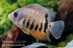 Streifen-Augenfleckbuntbarsch, Heros Notatus -Zoofachgeschäft Streifen Augenfleckbuntbarsch Heros notatus 3