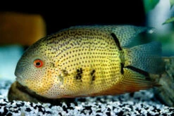 Streifen-Augenfleckbuntbarsch, Heros Notatus -Zoofachgeschäft Streifen Augenfleckbuntbarsch Heros notatus neu