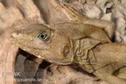Streifenbasilisk, Basiliscus Vittatus -Zoofachgeschäft Streifenbasilisk Basiliscus vittatus 1