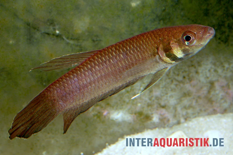 Strohi Kampffisch, Betta strohi, paarweise Strohi Kampffisch, Betta Strohi, Paarweise -Zoofachgeschäft Strohi Kampffisch Betta strohi paarweise 1