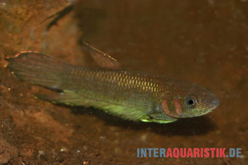 Strohi Kampffisch, Betta strohi, paarweise Strohi Kampffisch, Betta Strohi, Paarweise -Zoofachgeschäft Strohi Kampffisch Betta strohi paarweise 2