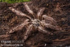 Leopardvogelspinne, Stromatopelma Calceatum XL -Zoofachgeschäft Stromatopelma calceatum 1
