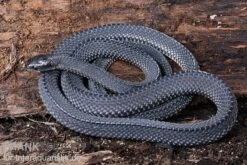 Südliche Feilennatter, Mehelya Capensis -Zoofachgeschäft Suedliche Feilennatter Mehelya capensis 6