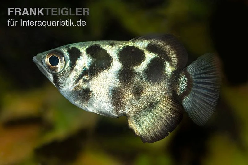 Süßwasser-Schützenfisch, Toxotes blythii Süßwasser-Schützenfisch, Toxotes Blythii -Zoofachgeschäft Suesswasser Schuetzenfisch Toxotes blythii