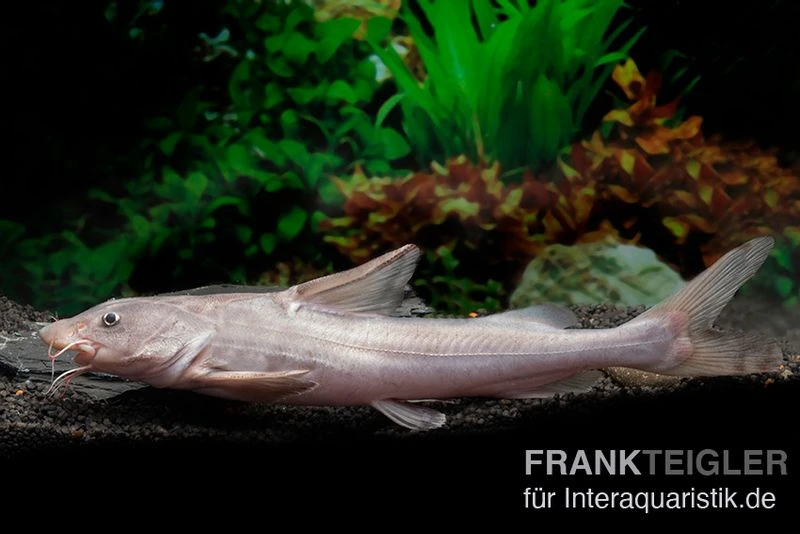 Süßwasserhai, Hemiarius stormii Süßwasserhai, Hemiarius Stormii -Zoofachgeschäft Suesswasserhai Hemiarius stormii 1