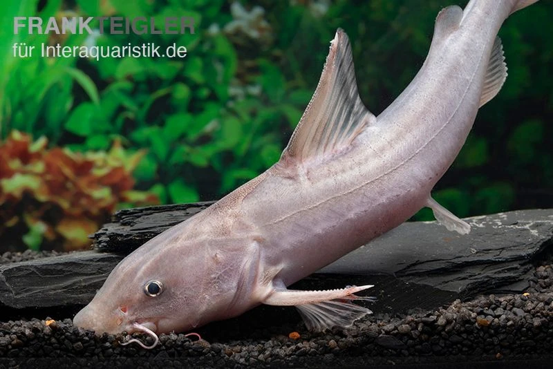 Süßwasserhai, Hemiarius stormii Süßwasserhai, Hemiarius Stormii -Zoofachgeschäft Suesswasserhai Hemiarius stormii 2