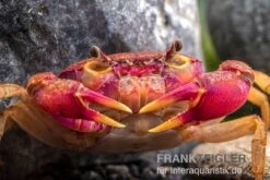 Lila Süßwasserkrabbe, Globithelphusa "indian Lilac" -Zoofachgeschäft Suesswasserkrabbe Globithelphusa indian lilac n3