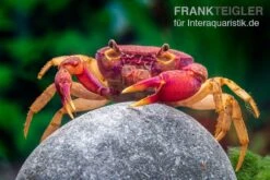 Lila Süßwasserkrabbe, Globithelphusa "indian Lilac" -Zoofachgeschäft Suesswasserkrabbe Globithelphusa indian lilac n6