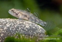 Sumatra Grundel, Mugilogobius Sp Sumatra, 5er Gruppe -Zoofachgeschäft Sumatra Grundel Mugilogobius sp Sumatra