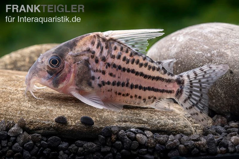 Super-Schwartz Panzerwels, Corydoras sp. „Super Schwartzi Highfin“ CW 28 Super-Schwartz Panzerwels, Corydoras Sp. „Super Schwartzi Highfin“ CW 28 -Zoofachgeschäft Super Schwartz Panzerwels Corydoras sp Super Schwartzi Highfin CW 28 1