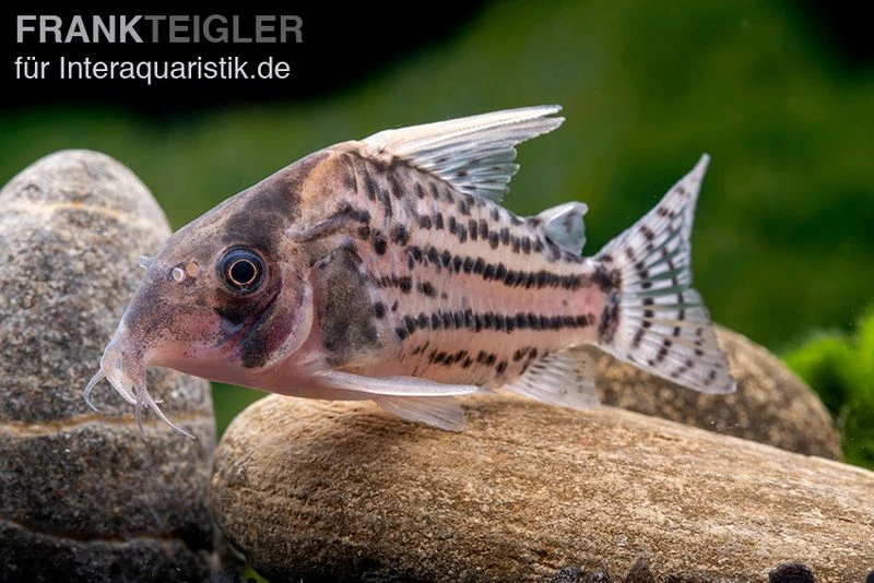 Super-Schwartz Panzerwels, Corydoras sp. „Super Schwartzi Highfin“ CW 28 Super-Schwartz Panzerwels, Corydoras Sp. „Super Schwartzi Highfin“ CW 28 -Zoofachgeschäft Super Schwartz Panzerwels Corydoras sp Super Schwartzi Highfin CW 28 2