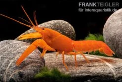 Superorangener Aprikosenkrebs, Cherax Cf. Holthuisi -Zoofachgeschäft Superorangener Aprikosenkrebs Cherax cf holthuisi 03