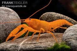 Superorangener Aprikosenkrebs, Cherax Cf. Holthuisi -Zoofachgeschäft Superorangener Aprikosenkrebs Cherax cf holthuisi 05