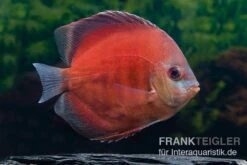 Diskusfisch ASIA-NZ, Symphysodon Discus Tomato