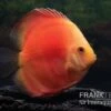 Diskusfisch ASIA-NZ, Symphysodon Discus Red Velvet -Zoofachgeschäft Symphysodon aequifasciatus 11 Red velvet 5