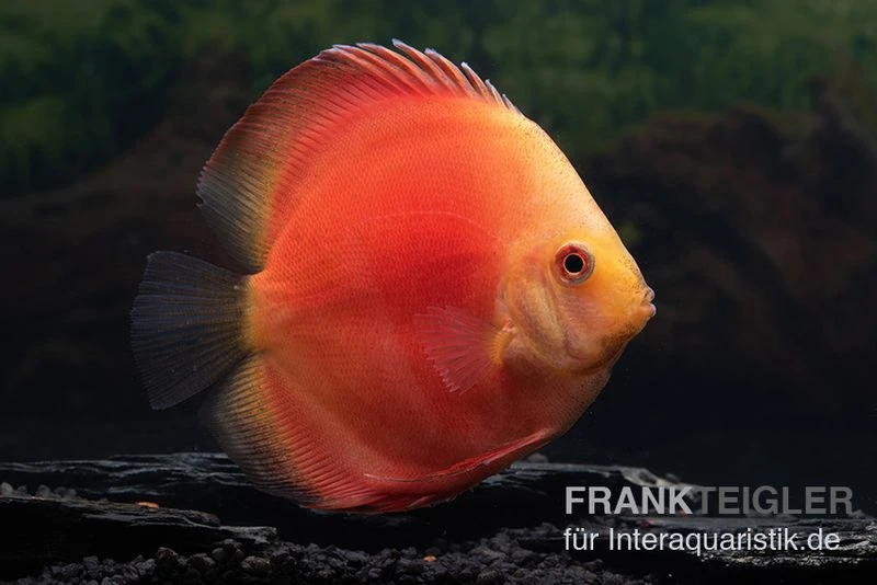 Diskusfisch ASIA-NZ, Symphysodon discus Red Velvet Diskusfisch ASIA-NZ, Symphysodon Discus Red Velvet -Zoofachgeschäft Symphysodon aequifasciatus 11 Red velvet 5