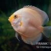 Diskusfisch ASIA-NZ, Symphysodon Discus White Gray -Zoofachgeschäft Symphysodon aequifasciatus 31 White Gray 2