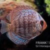 Diskusfisch ASIA-NZ, Symphysodon Discus Blue Dragon -Zoofachgeschäft Symphysodon aequifasciatus Blue Dragon 2