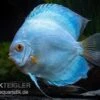 Diskusfisch ASIA-NZ, Symphysodon Discus Blue Sapphire -Zoofachgeschäft Symphysodon aequifasciatus Blue Sapphire 10