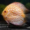 Diskusfisch ASIA-NZ, Symphysodon Discus Checkerboard 1 Diskusfisch ASIA-NZ, Symphysodon Discus Checkerboard -Zoofachgeschäft Symphysodon aequifasciatus Checkerboard 2
