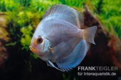 Diskusfisch ASIA-NZ, Symphysodon Discus Ocean Green (Green Diamond) -Zoofachgeschäft Symphysodon aequifasciatus Ocean Green 3