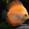 Diskusfisch ASIA-NZ, Symphysodon Discus Pigeon Pearl -Zoofachgeschäft Symphysodon aequifasciatus Pigeon Pearl 8