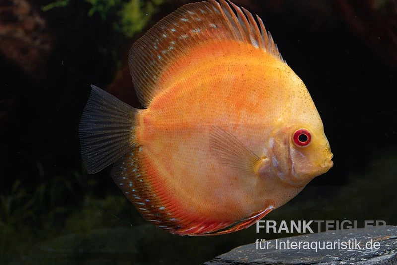 Diskusfisch ASIA-NZ, Symphysodon discus Pigeon Pearl Diskusfisch ASIA-NZ, Symphysodon Discus Pigeon Pearl -Zoofachgeschäft Symphysodon aequifasciatus Pigeon Pearl 8