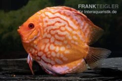 Diskusfisch ASIA-NZ, Symphysodon Discus Pigeon Snake -Zoofachgeschäft Symphysodon aequifasciatus Pigeon Snake 2