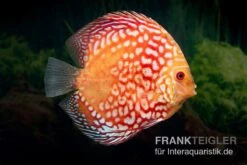 Diskusfisch ASIA-NZ, Symphysodon Discus Red Magic -Zoofachgeschäft Symphysodon aequifasciatus Red Magic 1