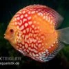 Diskusfisch ASIA-NZ, Symphysodon Discus Red Magic -Zoofachgeschäft Symphysodon aequifasciatus Red Magic
