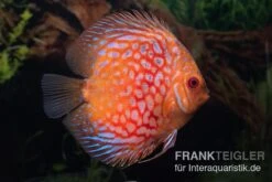 Diskusfisch ASIA-NZ, Symphysodon Discus Red Royal Pigeon (Classic Striped Pigeon) -Zoofachgeschäft Symphysodon aequifasciatus Red Royal Pigeon 7