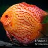 Diskusfisch ASIA-NZ, Symphysodon Discus Red Spider -Zoofachgeschäft Symphysodon aequifasciatus Red Spider 12