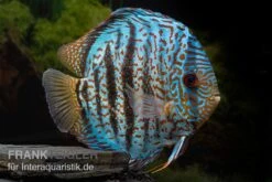 Diskusfisch ASIA-NZ, Symphysodon Discus Red Spotted Green -Zoofachgeschäft Symphysodon aequifasciatus Red Spotted Green