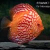 Diskusfisch ASIA-NZ, Symphysodon Discus Red Stone (Fire Stone) -Zoofachgeschäft Symphysodon aequifasciatus Red Stone