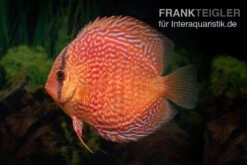 Diskusfisch ASIA-NZ, Symphysodon Discus Leopard Snakeskin (Red Spotted Snake) -Zoofachgeschäft Symphysodon aequifasciatus Snake Skin Red spotted 4