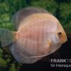 Diskusfisch ASIA-NZ, Symphysodon Discus Snow White 2 Diskusfisch ASIA-NZ, Symphysodon Discus Snow White -Zoofachgeschäft Symphysodon aequifasciatus Snow White 2