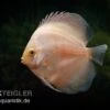 Diskusfisch ASIA-NZ, Symphysodon Discus White Diamond -Zoofachgeschäft Symphysodon aequifasciatus White Diamond 1