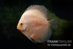 Diskusfisch ASIA-NZ, Symphysodon Discus White Diamond -Zoofachgeschäft Symphysodon aequifasciatus White Diamond 5