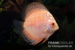 Diskusfisch ASIA-NZ, Symphysodon Discus White Scorpion