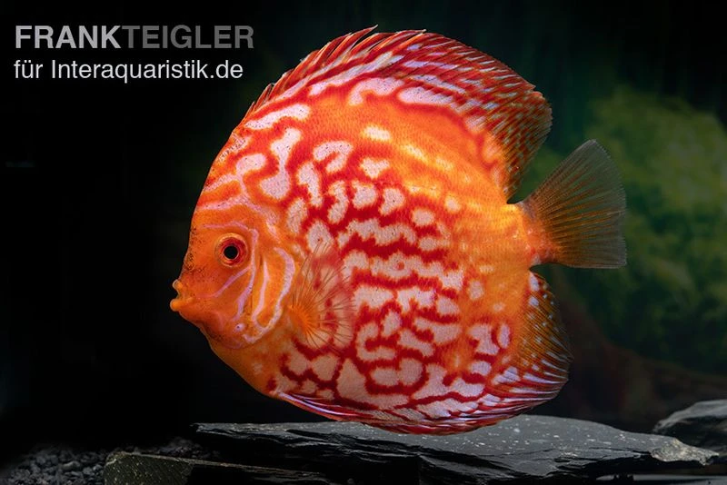 Diskusfisch ASIA-NZ, Symphysodon discus Red Stone (Fire Stone) Diskusfisch ASIA-NZ, Symphysodon Discus Red Stone (Fire Stone) -Zoofachgeschäft Symphysodon aequifasciatus redstone