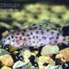 Kamerun-Fiederbartwels, Synodontis Velifer -Zoofachgeschäft Synodontis velifer