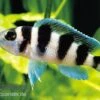 Fünfstreifen-Tanganjikaseebuntbarsch, Neolamprologus Tretocephalus, DNZ