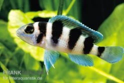 Fünfstreifen-Tanganjikaseebuntbarsch, Neolamprologus Tretocephalus, DNZ
