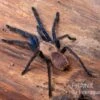 Tarantula, Ornithoctonus Sp. "Thailand" XL -Zoofachgeschäft Tarantula Ornithoctonus sp Thailand 1