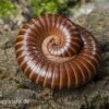 Westafrikanischer Tausendfüßer, Telodeinopus Assiensis -Zoofachgeschäft Telodeinopus assiensis 4