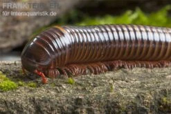 Westafrikanischer Tausendfüßer, Telodeinopus Assiensis -Zoofachgeschäft Telodeinopus assiensis westafrikanischer Tausendfue