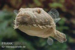 Fetzenkugelfisch, Tetraodon Baileyi (Rarität) 3 Fetzenkugelfisch, Tetraodon Baileyi (Rarität) -Zoofachgeschäft Tetraodon baileyi 5