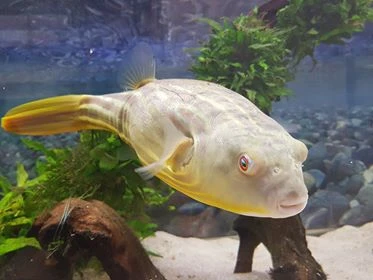 Nilkugelfisch, Tetraodon fahaka (lineatus) Nilkugelfisch, Tetraodon Fahaka (lineatus) -Zoofachgeschäft Tetraodon fahaka 1