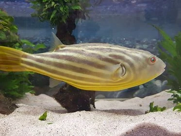 Nilkugelfisch, Tetraodon fahaka (lineatus) Nilkugelfisch, Tetraodon Fahaka (lineatus) -Zoofachgeschäft Tetraodon fahaka 2
